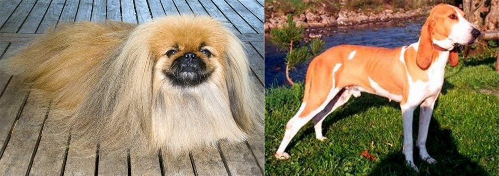Schweizer Laufhund vs Pekingese - Breed Comparison