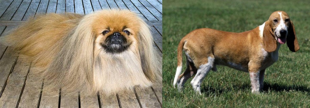 Schweizer Niederlaufhund vs Pekingese - Breed Comparison