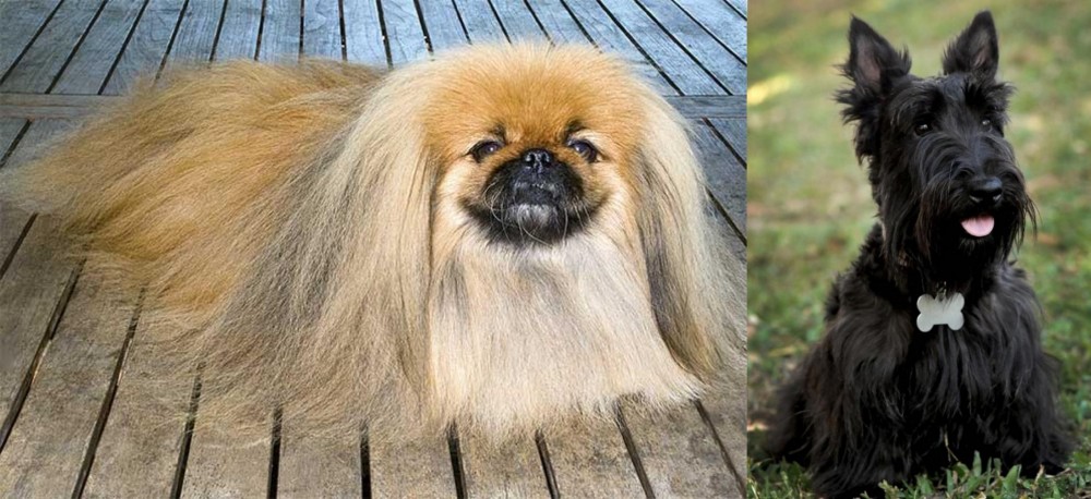 Scoland Terrier vs Pekingese - Breed Comparison