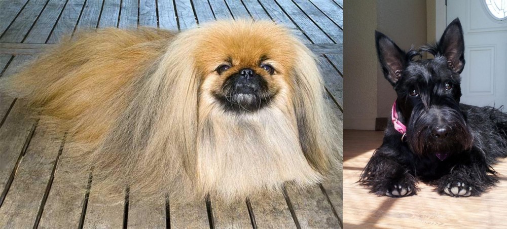 Scottish Terrier vs Pekingese - Breed Comparison
