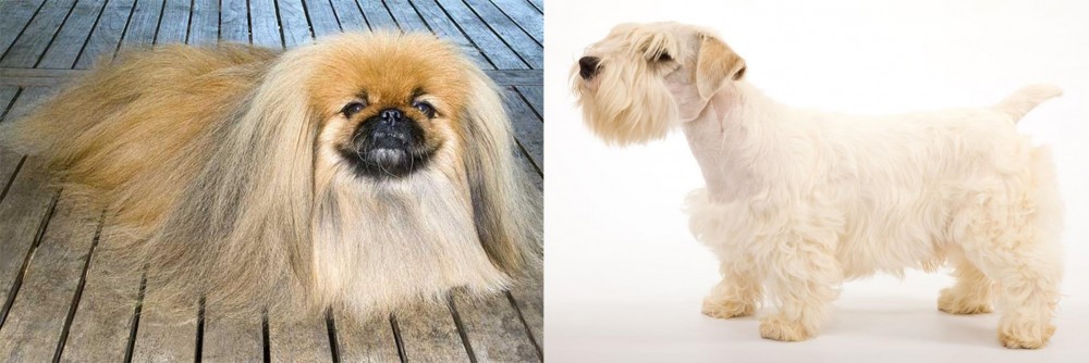 Sealyham Terrier vs Pekingese - Breed Comparison