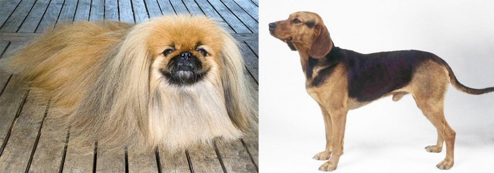 Serbian Hound vs Pekingese - Breed Comparison