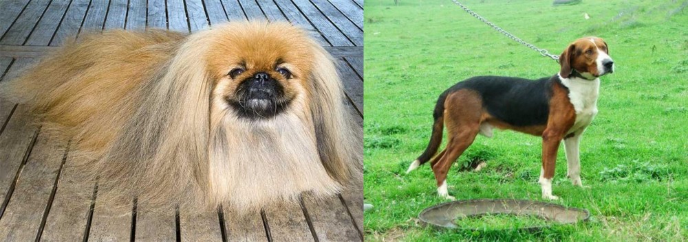 Serbian Tricolour Hound vs Pekingese - Breed Comparison