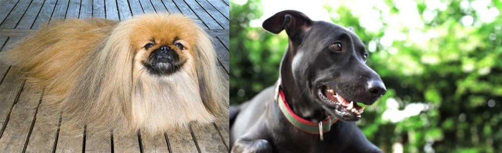 Shepard Labrador vs Pekingese - Breed Comparison