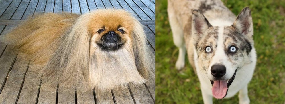Shepherd Husky vs Pekingese - Breed Comparison