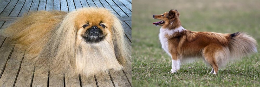 Shetland Sheepdog vs Pekingese - Breed Comparison