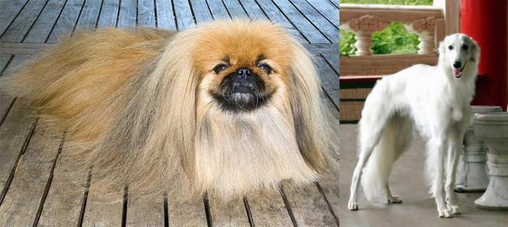 Silken Windhound vs Pekingese - Breed Comparison