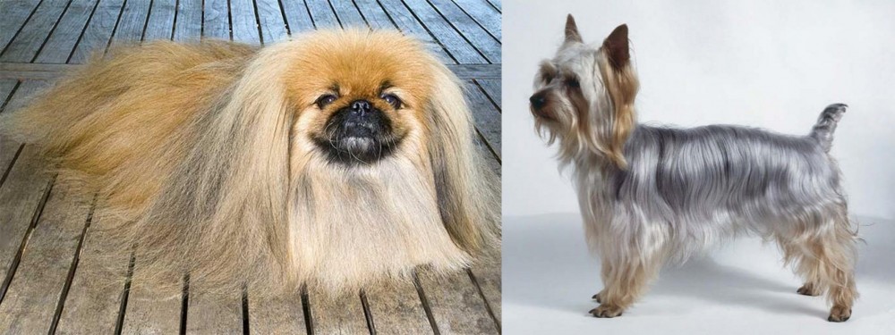 Silky Terrier vs Pekingese - Breed Comparison
