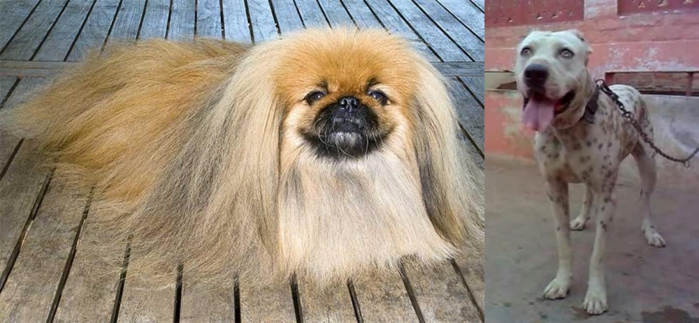 Sindh Mastiff vs Pekingese - Breed Comparison