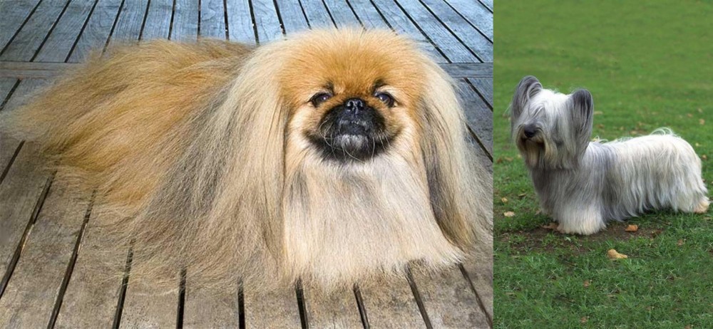 Skye Terrier vs Pekingese - Breed Comparison