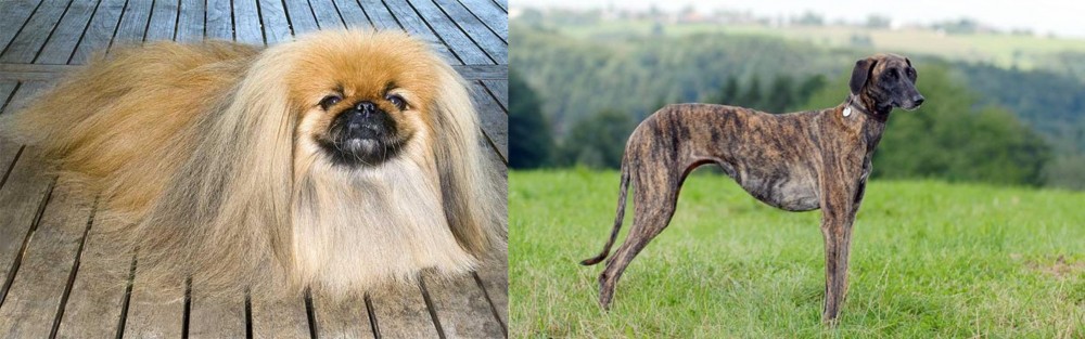 Sloughi vs Pekingese - Breed Comparison