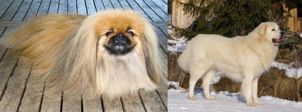 Slovak Cuvac vs Pekingese - Breed Comparison