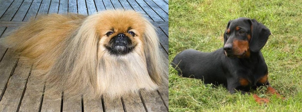 Slovakian Hound vs Pekingese - Breed Comparison