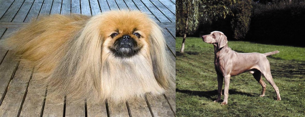Smooth Haired Weimaraner vs Pekingese - Breed Comparison
