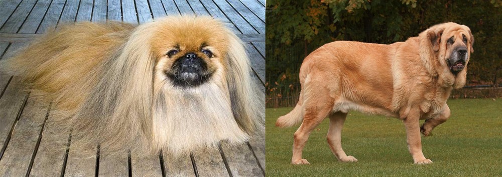Spanish Mastiff vs Pekingese - Breed Comparison