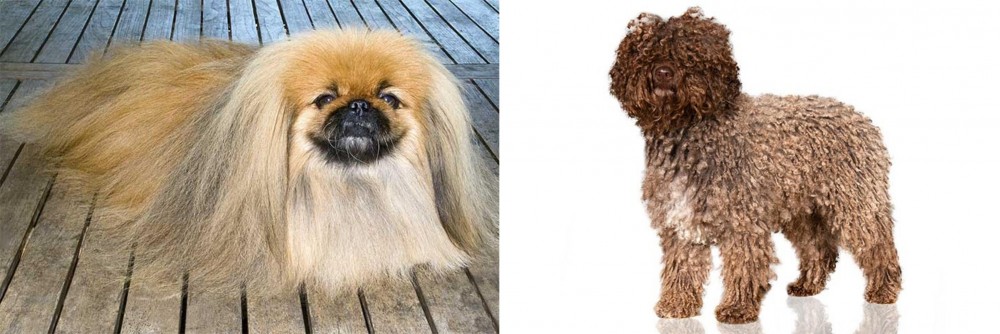 Spanish Water Dog vs Pekingese - Breed Comparison