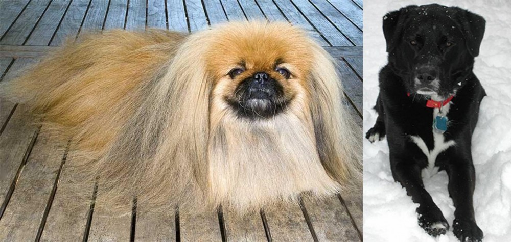St. John's Water Dog vs Pekingese - Breed Comparison