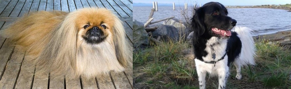 Stabyhoun vs Pekingese - Breed Comparison