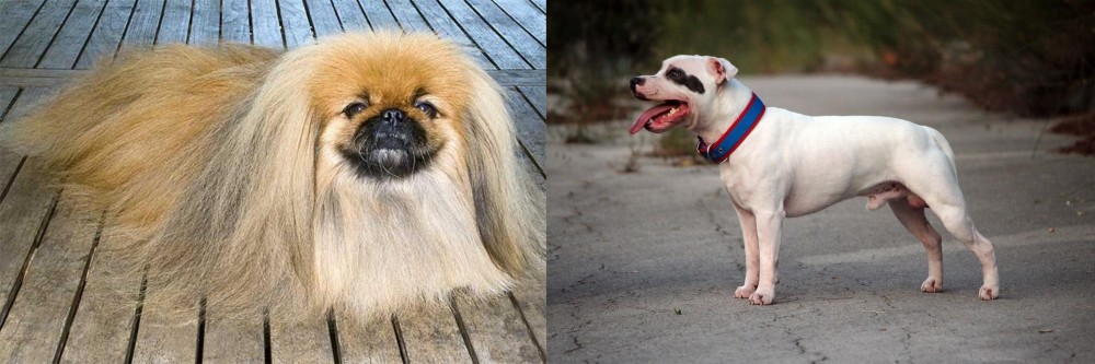 Staffordshire Bull Terrier vs Pekingese - Breed Comparison