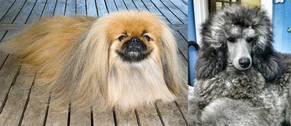 Standard Poodle vs Pekingese - Breed Comparison