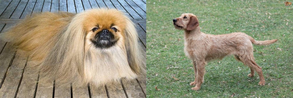 Styrian Coarse Haired Hound vs Pekingese - Breed Comparison