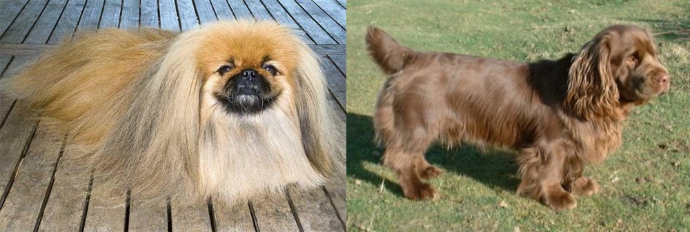 Sussex Spaniel vs Pekingese - Breed Comparison