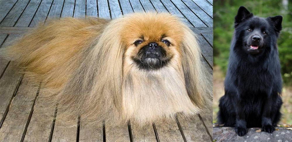 Swedish Lapphund vs Pekingese - Breed Comparison
