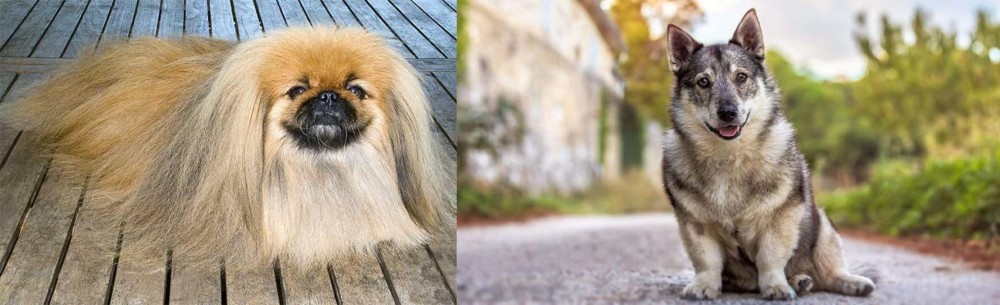 Swedish Vallhund vs Pekingese - Breed Comparison