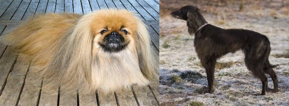 Taigan vs Pekingese - Breed Comparison
