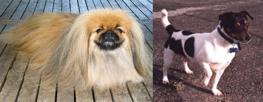 Teddy Roosevelt Terrier vs Pekingese - Breed Comparison