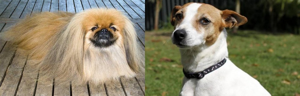 Tenterfield Terrier vs Pekingese - Breed Comparison