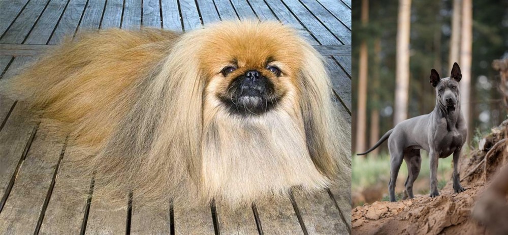 Thai Ridgeback vs Pekingese - Breed Comparison