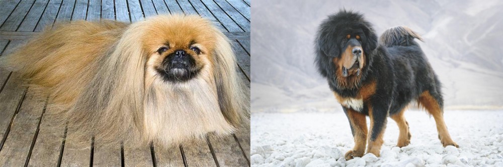 Tibetan Mastiff vs Pekingese - Breed Comparison