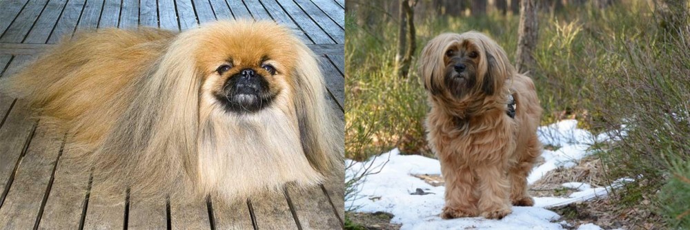 Tibetan Terrier vs Pekingese - Breed Comparison