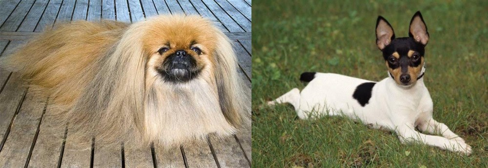 Toy Fox Terrier vs Pekingese - Breed Comparison