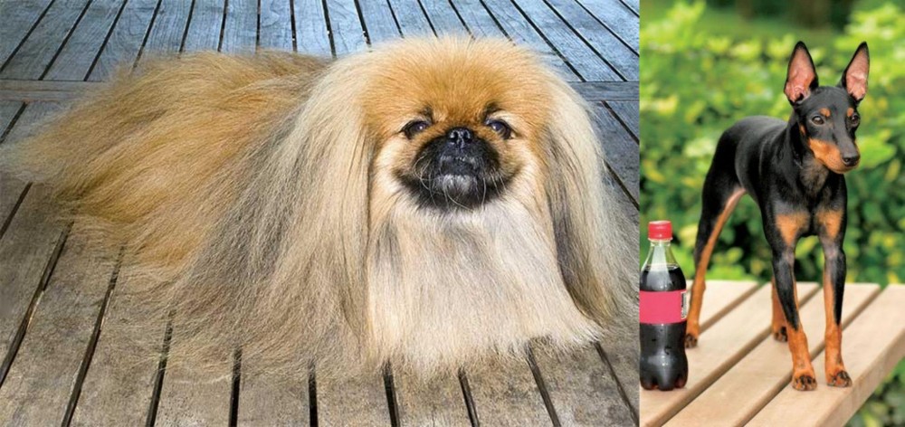 Toy Manchester Terrier vs Pekingese - Breed Comparison