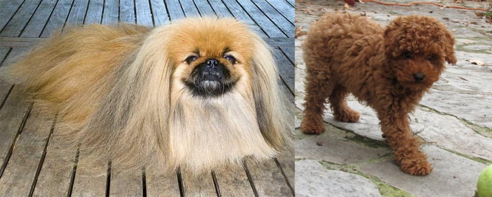 Toy Poodle vs Pekingese - Breed Comparison