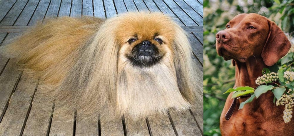 Vizsla vs Pekingese - Breed Comparison