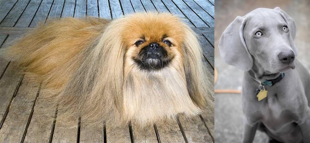 Weimaraner vs Pekingese - Breed Comparison