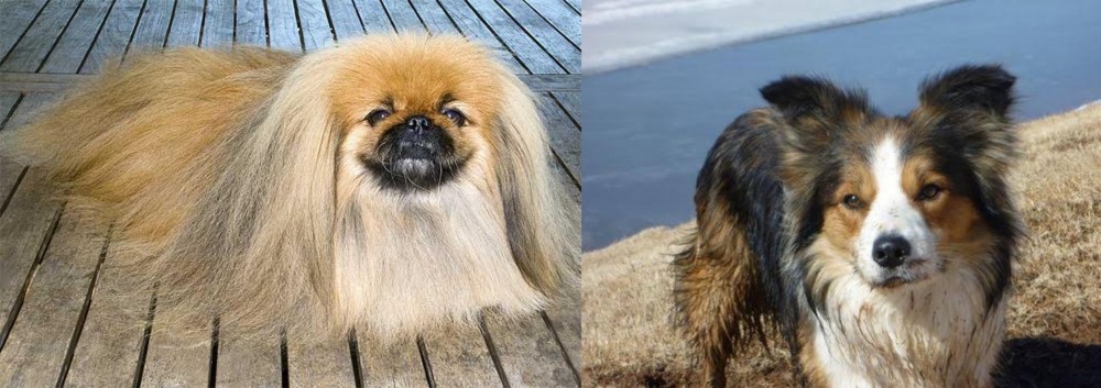 Welsh Sheepdog vs Pekingese - Breed Comparison