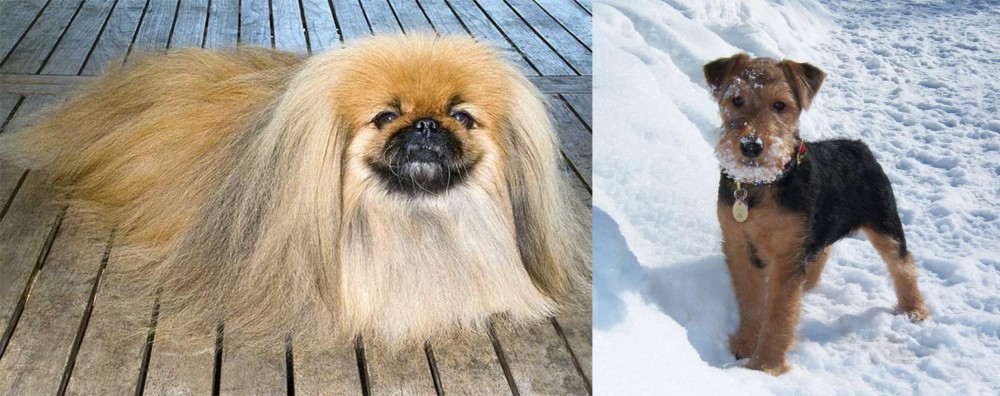 Welsh Terrier vs Pekingese - Breed Comparison
