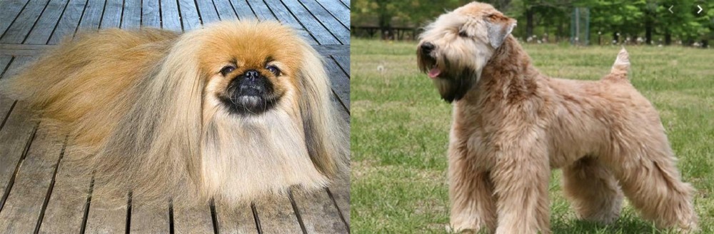Wheaten Terrier vs Pekingese - Breed Comparison