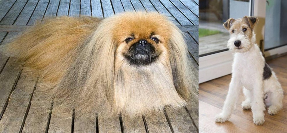 Wire Fox Terrier vs Pekingese - Breed Comparison