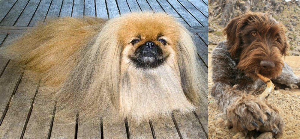 Wirehaired Pointing Griffon vs Pekingese - Breed Comparison