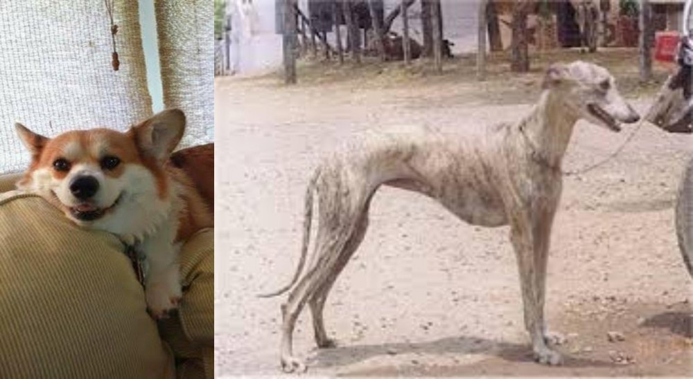 Rampur Greyhound vs Pembroke Welsh Corgi - Breed Comparison