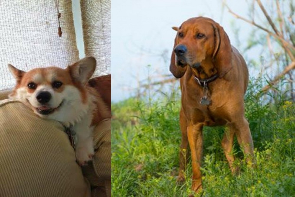 Redbone Coonhound vs Pembroke Welsh Corgi - Breed Comparison