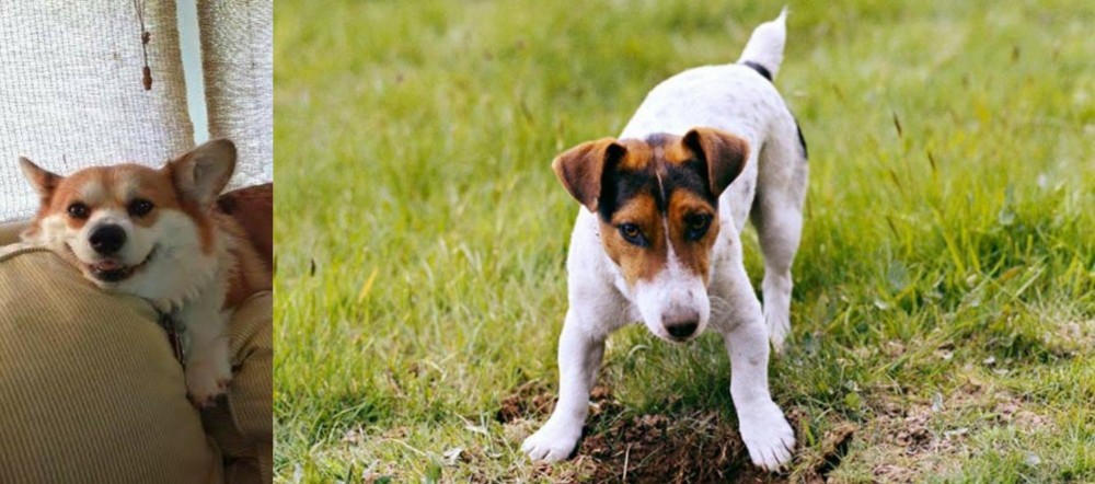Russell Terrier vs Pembroke Welsh Corgi - Breed Comparison