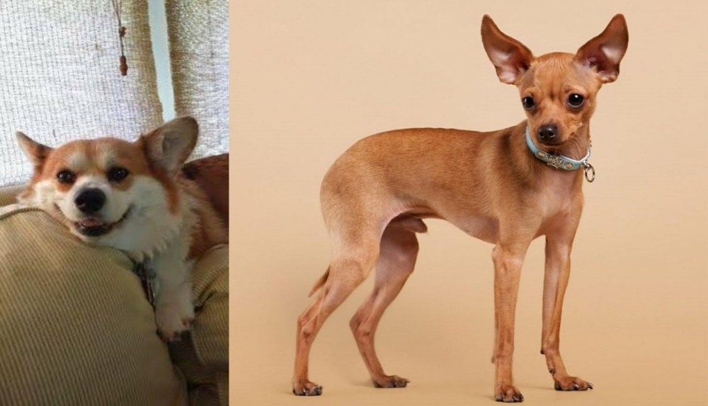 Russian Toy Terrier vs Pembroke Welsh Corgi - Breed Comparison