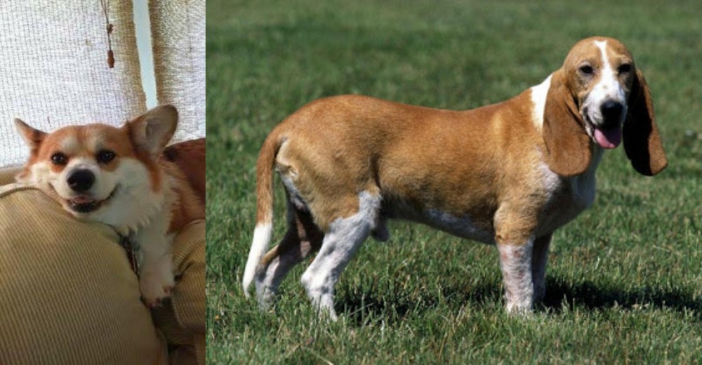 Schweizer Niederlaufhund vs Pembroke Welsh Corgi - Breed Comparison