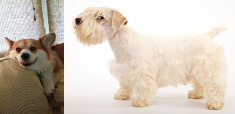 Sealyham Terrier vs Pembroke Welsh Corgi - Breed Comparison